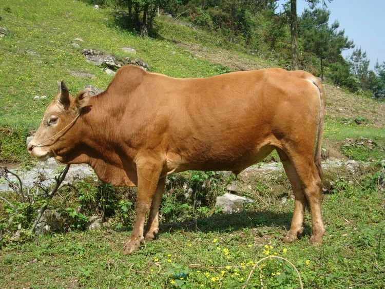 南丹黄牛肉质鲜红细嫩,味道香醇浓郁,产品安全健康.