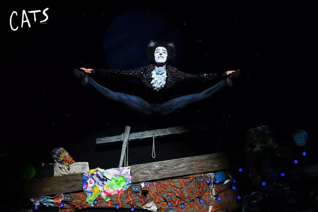 掌握与猫互动法则了解杰里科猫的习性这么吸猫最尽兴