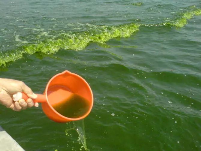 浅谈苏南河蟹养殖水质调控