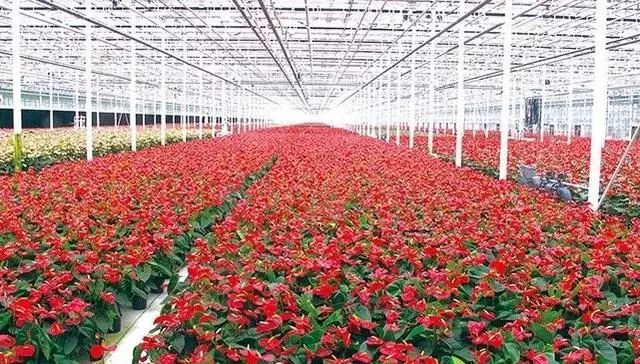 闽卉(福建)园艺有限公司创建于2012年,是集花卉植物组织培育,种苗驯化