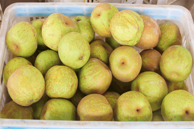香甜脆嫩这个八月梨不开你了