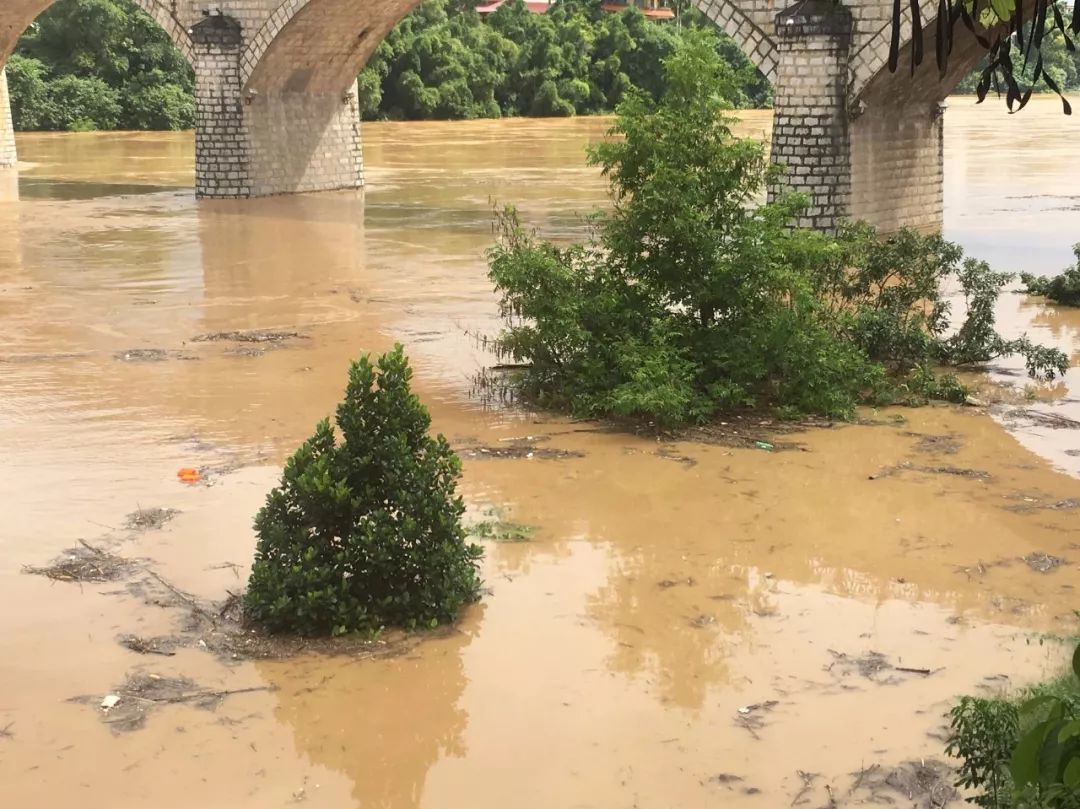最新:龙州河水差点把青龙桥"封拱",感觉狗在水里都害怕了!