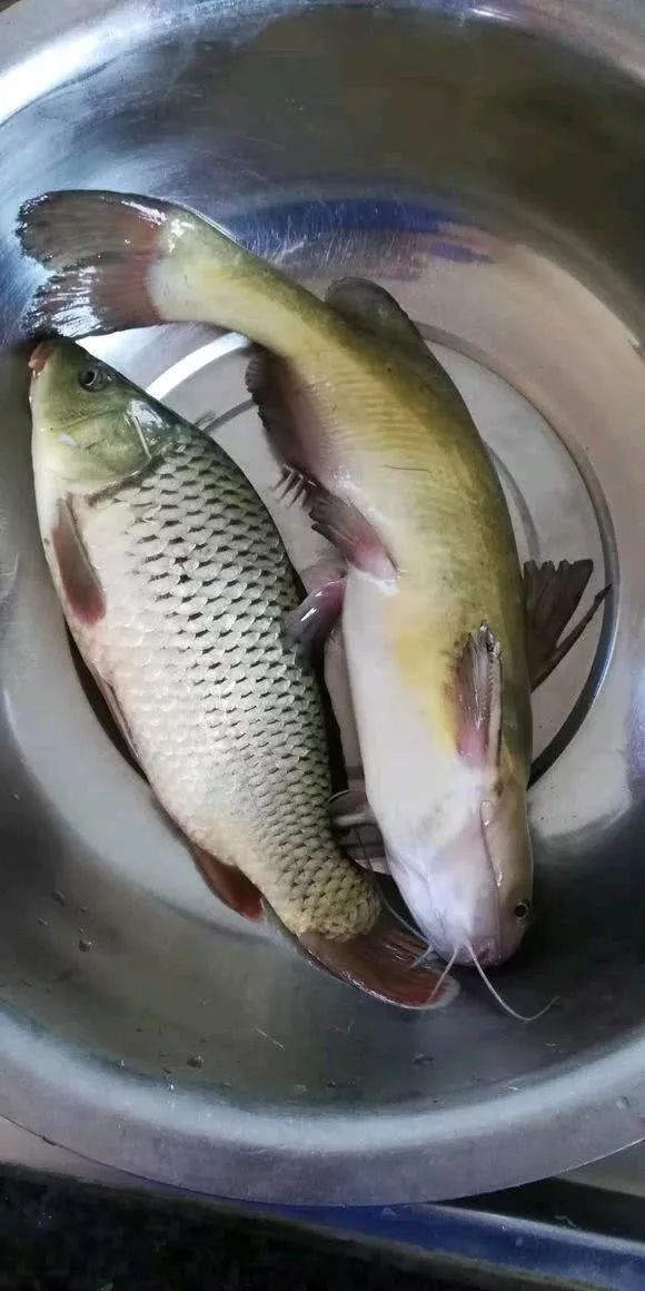 四川钓友钓起巨型黄颡鱼超一公斤