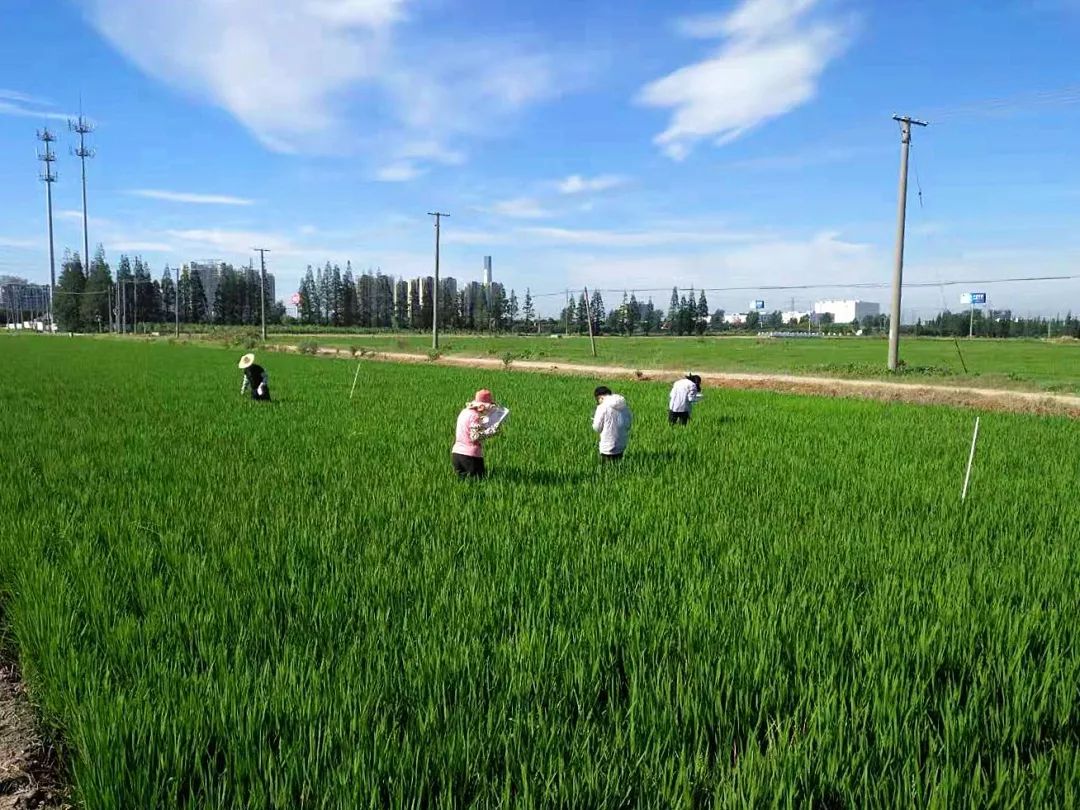 高溫下的逆行者——基層植保員平凡的一天