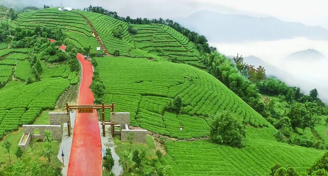 苍南五凤茶园生态休闲观光游