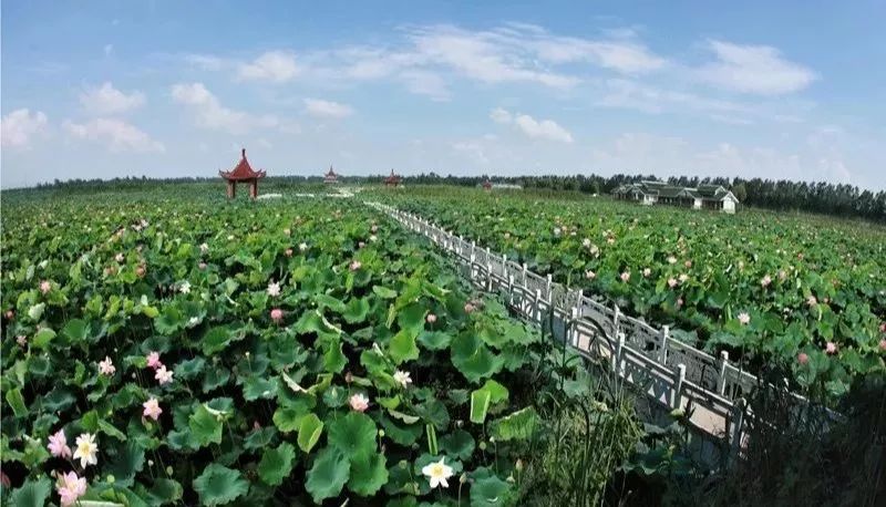 淮安金湖旅游景点大全图片