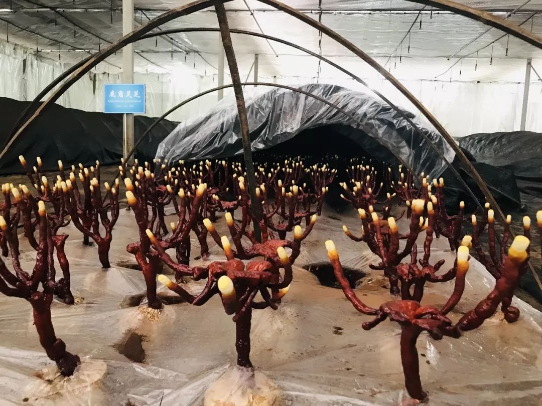 会前,大家来到蕈菌园,实地了解赤芝,鹿角灵芝,紫芝的生长情况;来到