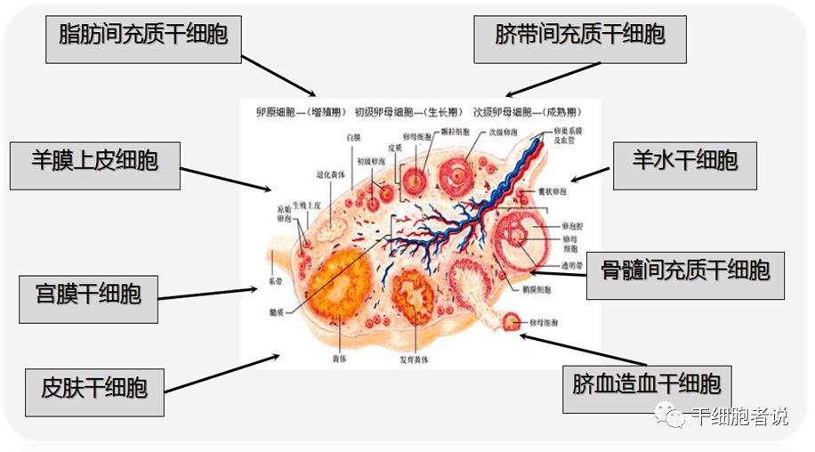 如何看待干细胞治疗卵巢早衰