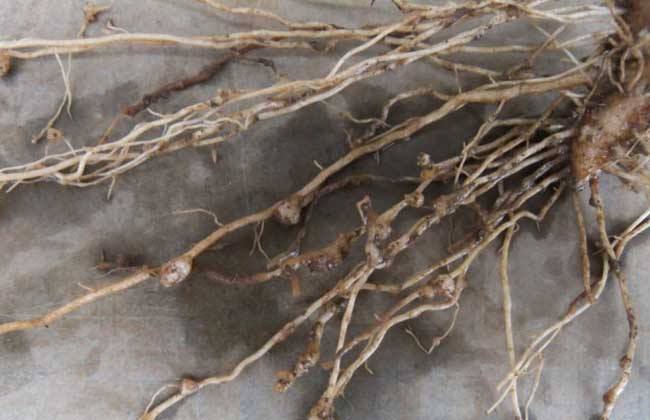 西甜瓜得了根结线虫怎么办仲禧生根网