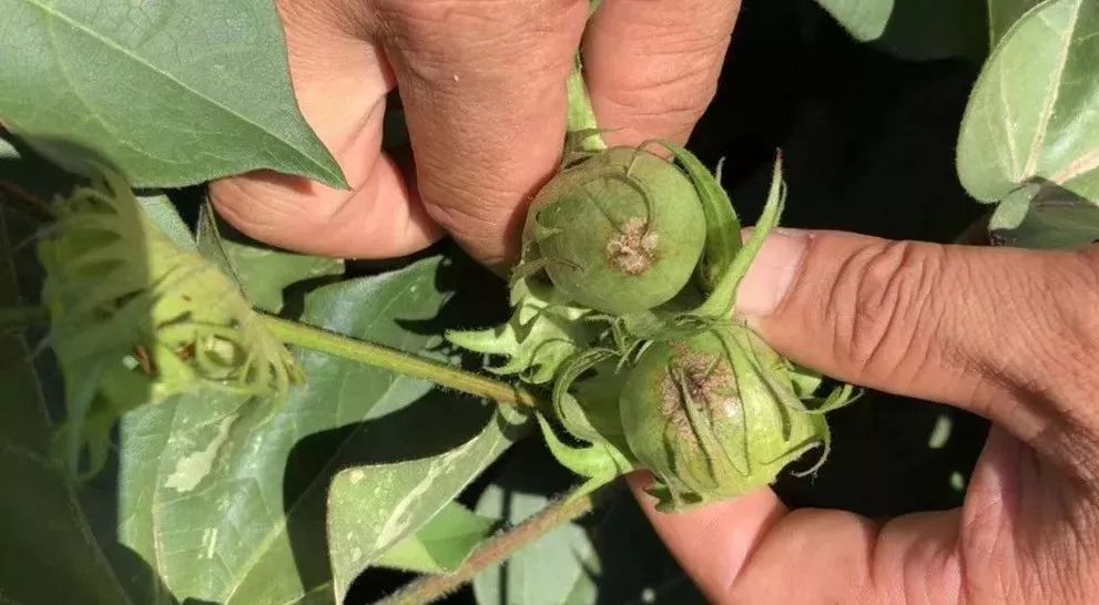 8月份棉花花蕊里的蓟马该防治吗及铁皮桃的形成原因分析