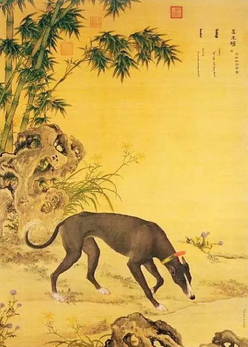 关中细犬流落民间的中国古皇家猎犬