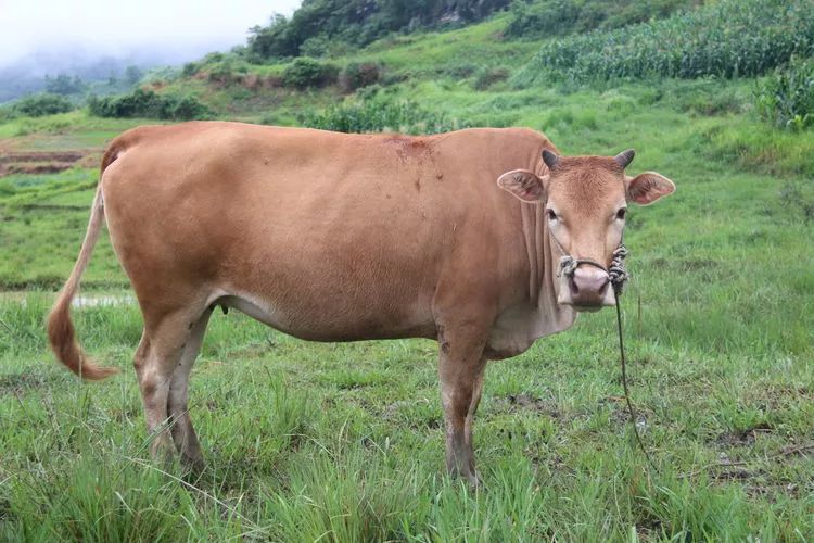 南丹黄牛肉质鲜红细嫩,味道香醇浓郁,产品安全健康.
