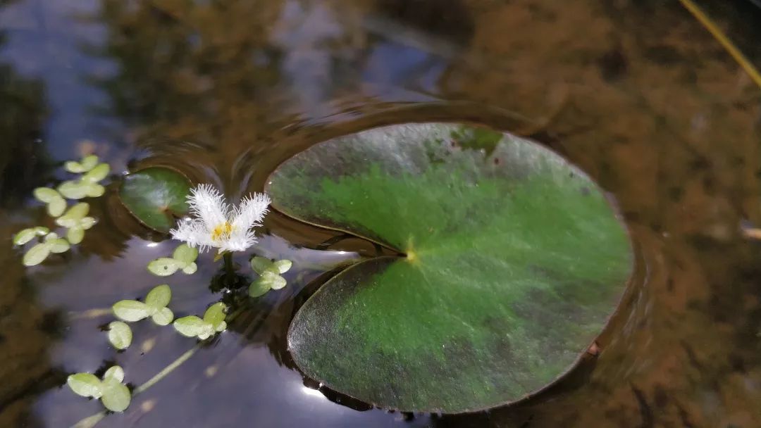 【妙趣水生】似莲非莲的荇菜家族——一叶莲