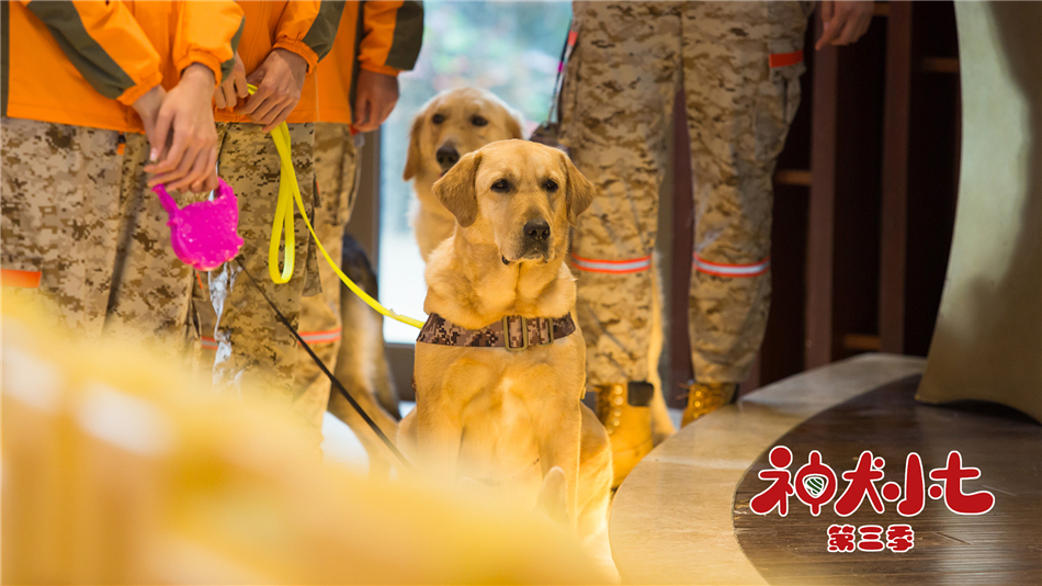 近日(8月5日),《神犬小七3》迎来了大结局,在以小七为首的狗狗们的暖