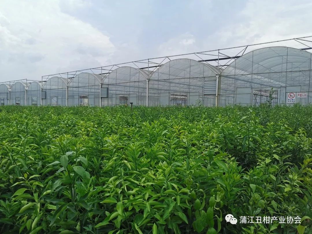 5个柑橘基地看看标准化规模化机械化果园长什么样
