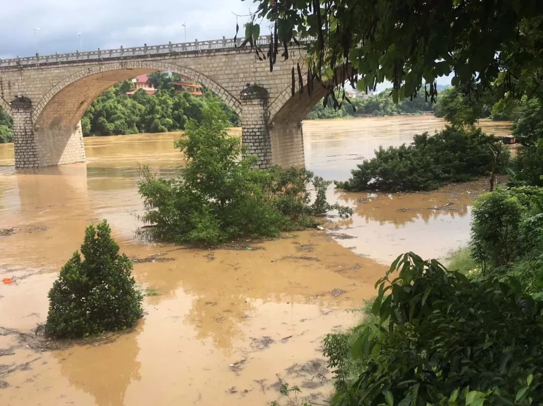 最新:龙州河水差点把青龙桥"封拱",感觉狗在水里都害怕了!