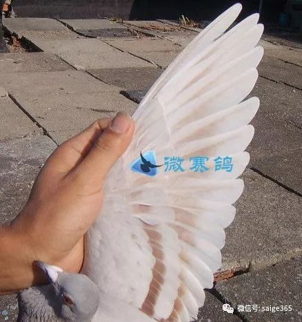 经验快速鸽翅膀的特征