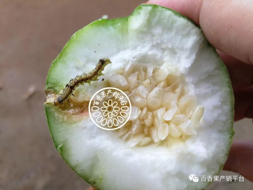 百香果被钻出一个个小洞什么虫这么牛