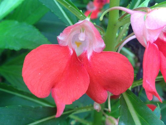 用凤仙花染指甲凤仙花的用途多多,可以入药,烹饪,染色,观赏等等,还