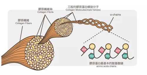 若公主膠原肽用數據帶你揭秘膠原蛋白美白護膚的真相