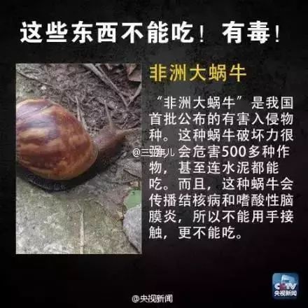 遇到这种动物千万别碰,广东路边草丛很常见_蜗牛
