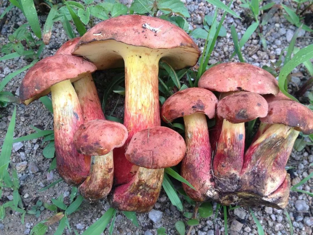 热门高风险菜品罗平人这几种野生菌千万别吃