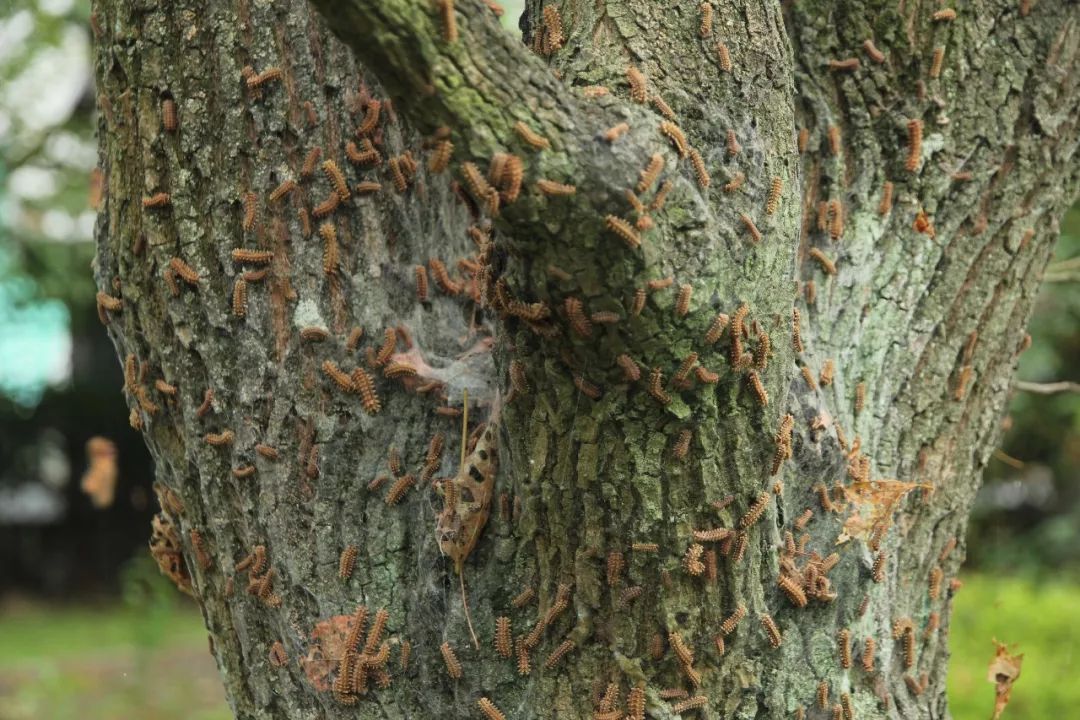 生态保护告急遂中校园树木遭遇虫害出手森防迅速组织灭杀