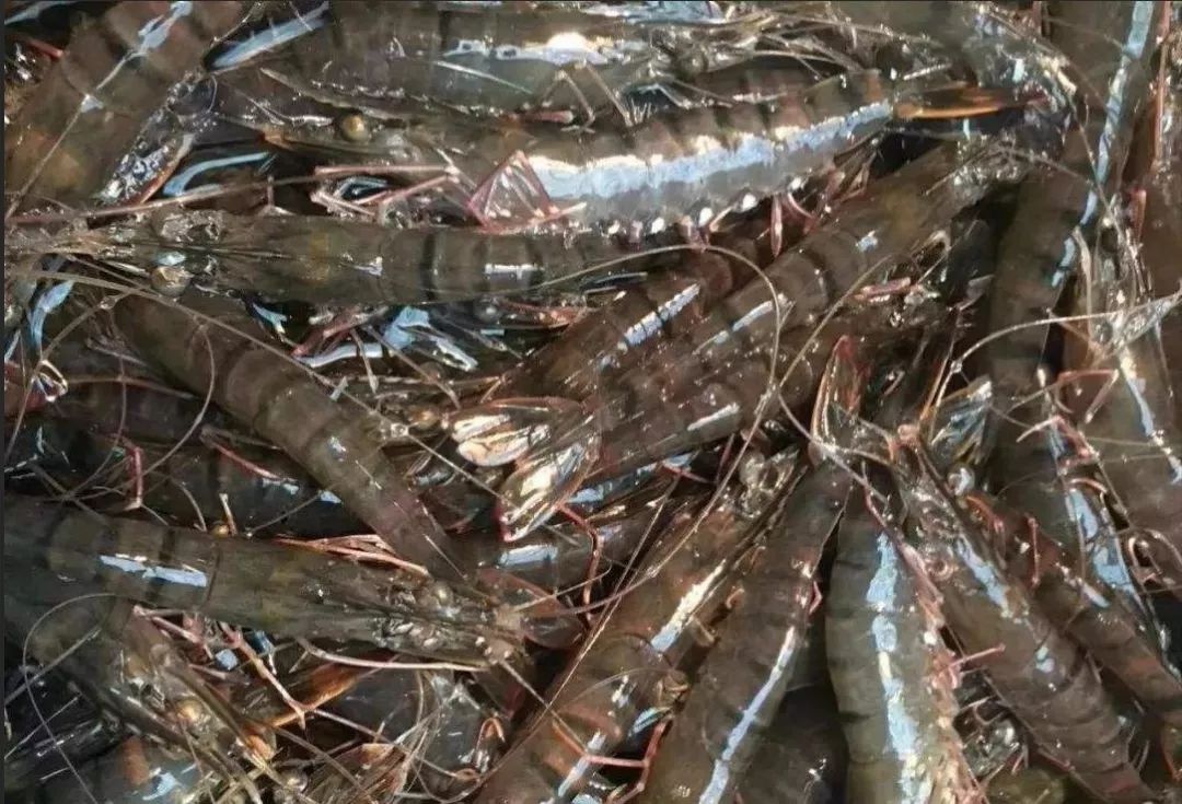 桂虾025虾干024杨桃023奶蕉022神秘果021皇帝蕉020火龙蕉019火龙果018