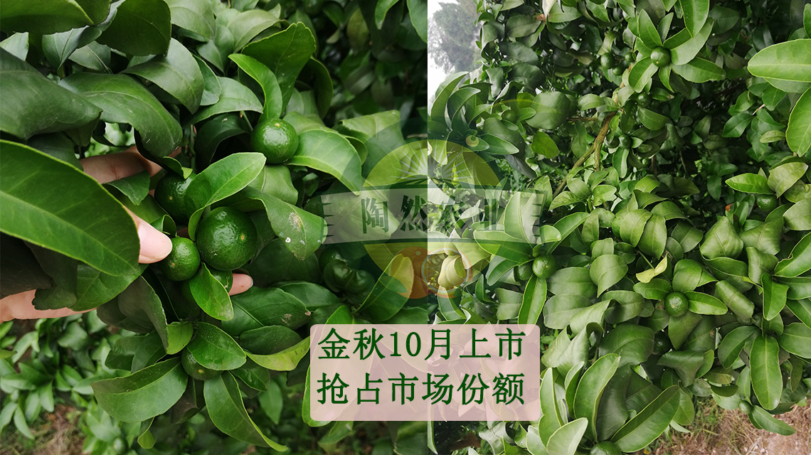无籽砂糖桔