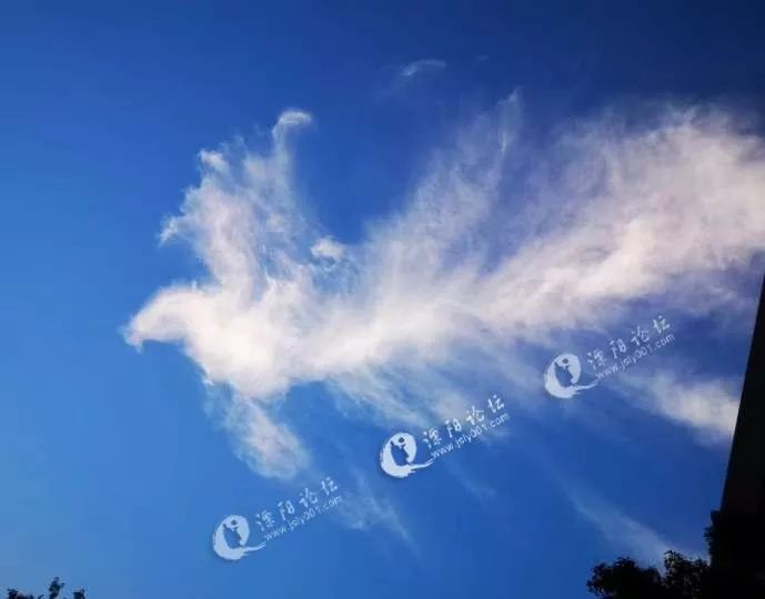 车上货厢里满是快递君悦豪庭泳池竟有人帮狗洗澡溧阳上空出现凤凰云