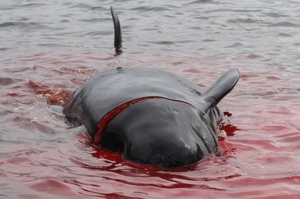 (互联网)这项史上最古老的猎鲸仪式(grindadrap),是透过杀鲸的过程