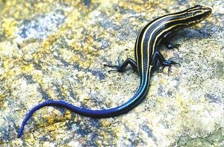 "这个怪物像只四脚蛇,但比四脚蛇个头大很多,不知道是个啥动物"昨(6