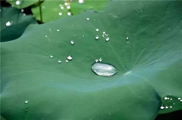 传说七夕节时的露水是牛郎织女相会时的眼泪,如抹在眼上和手上,可使人