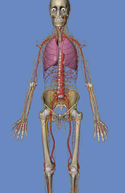 人体3d解剖构造图
