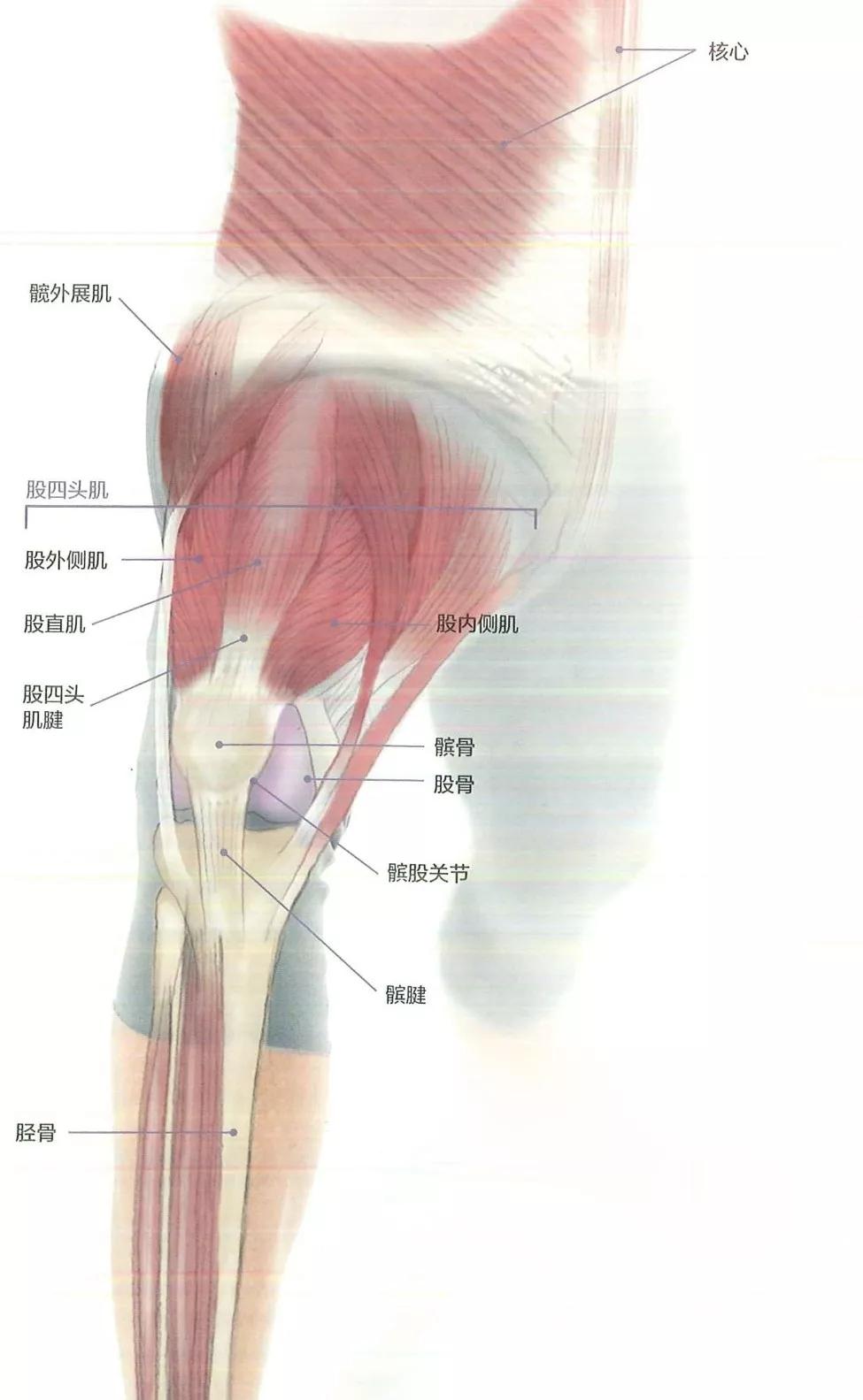 anatomy teaching time运动解剖学教学时间knee pain or dysfunction