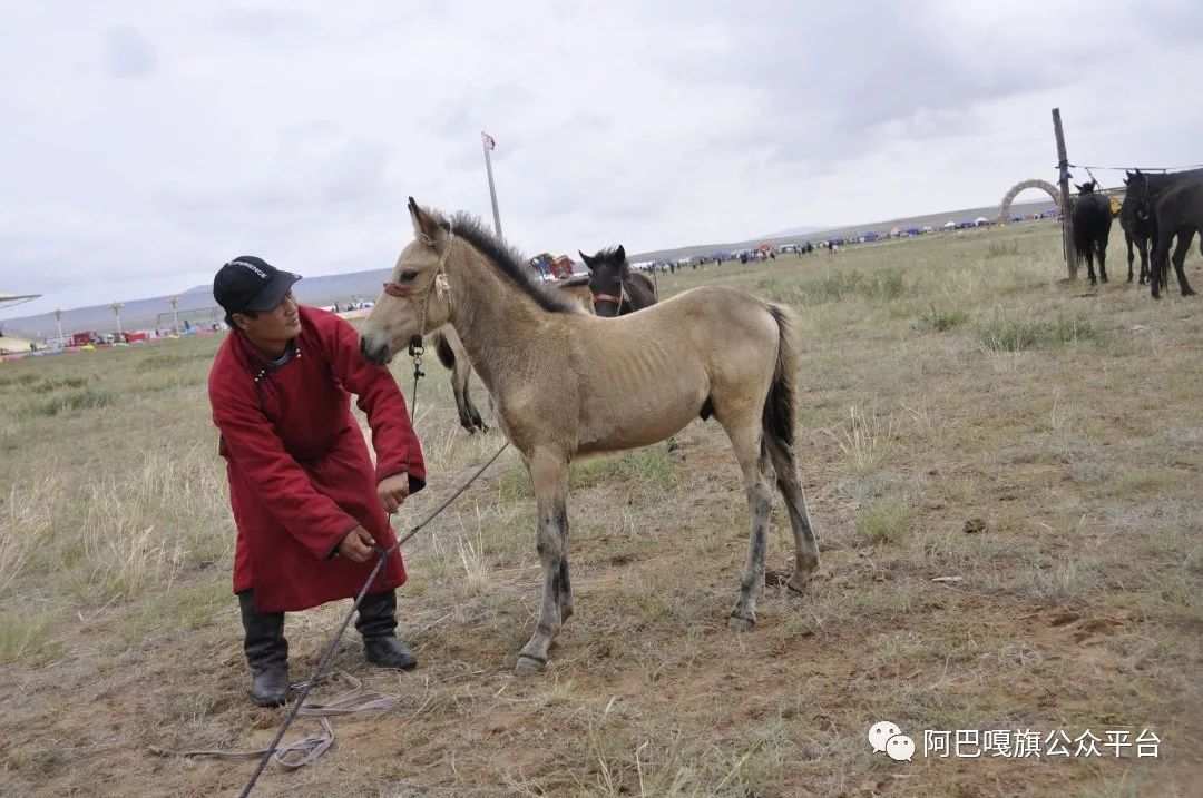 于立平 乌达巴拉其其格返回搜狐,查看更多