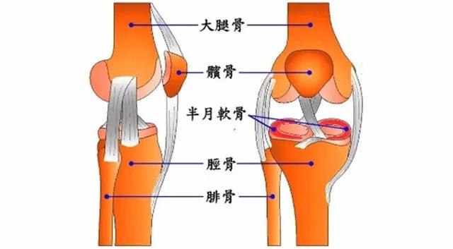 膝盖籽骨