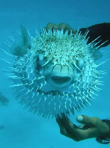 港湾制造|海洋世界专场—【有趣的泡泡鱼】