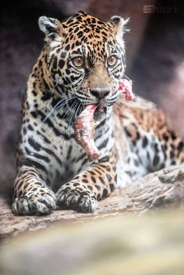 那须动物王国的这只豹豹看上去不太聪明的亚子