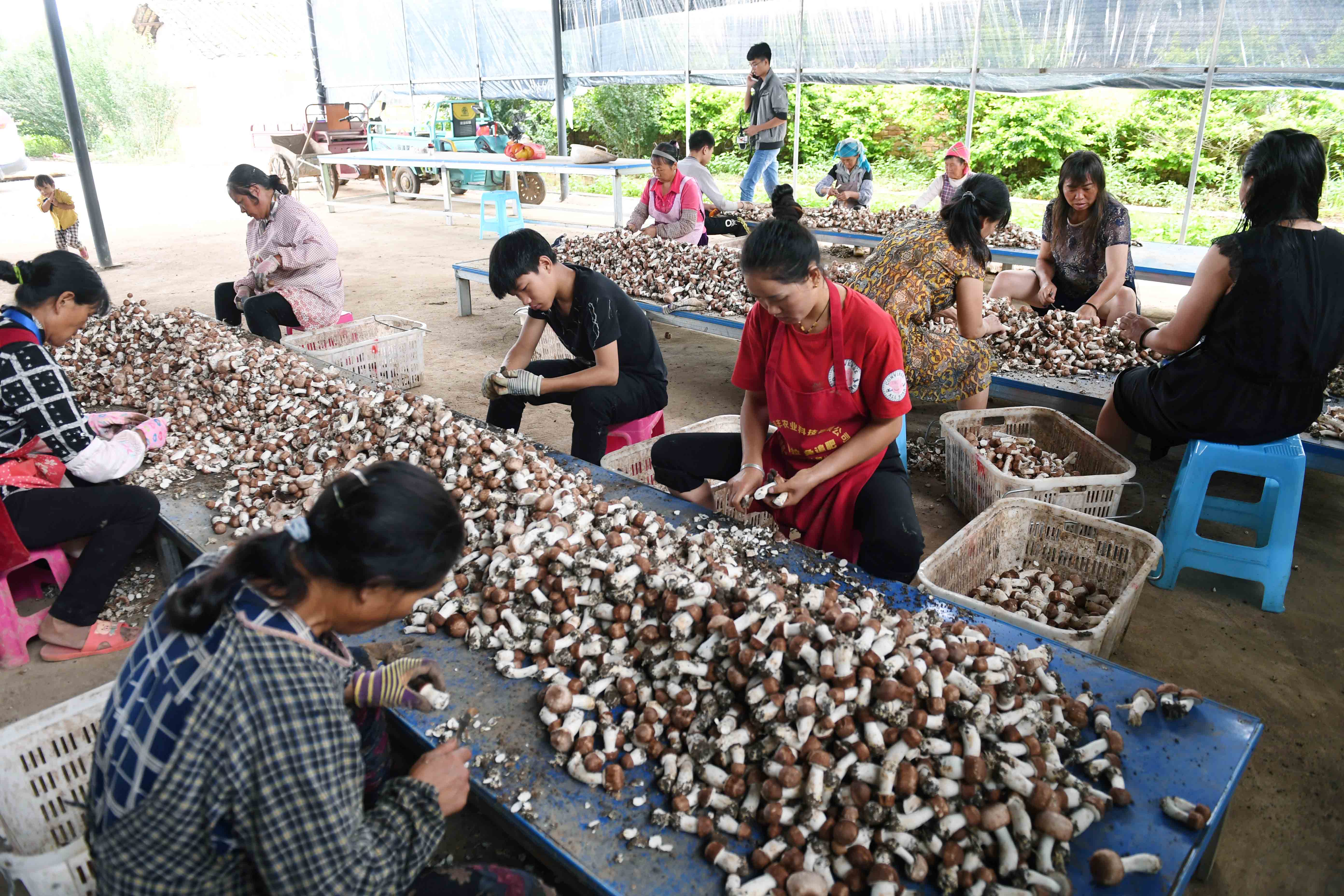 姬松茸种植带动农民脱贫增收