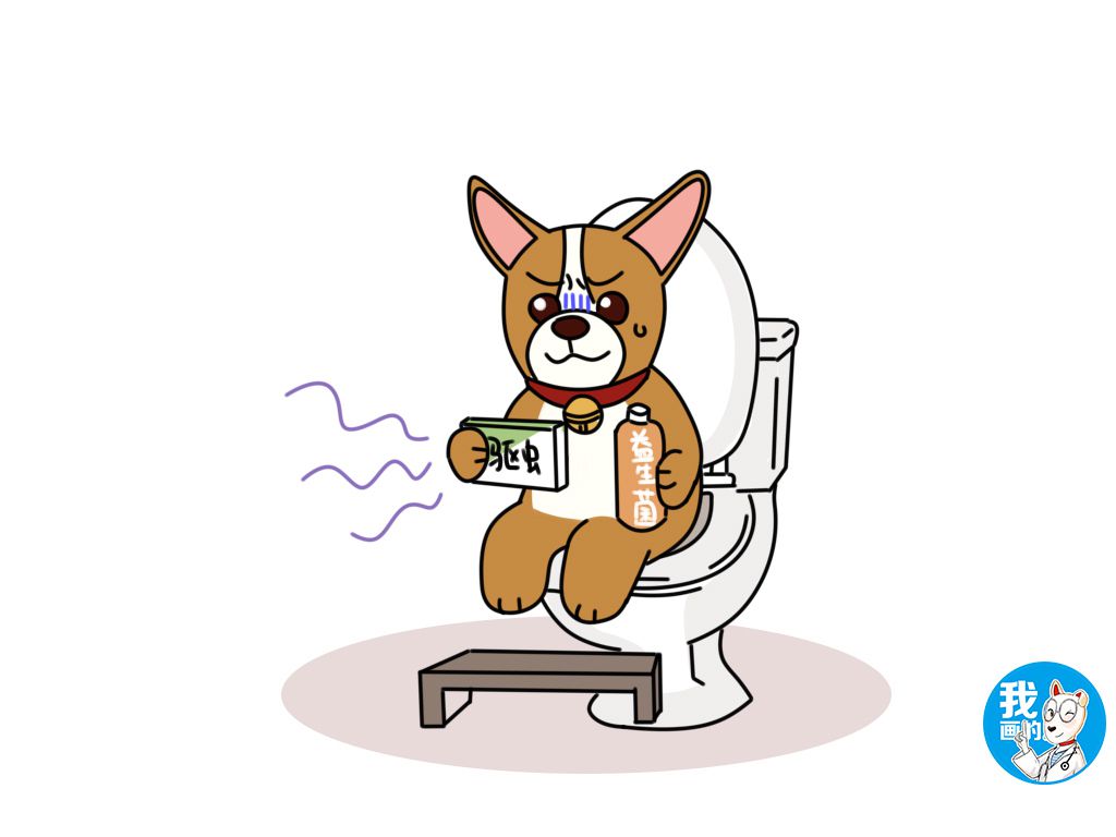 原创为啥说能养好柯基的都是养狗界的高手知道原因的我眼泪掉下来