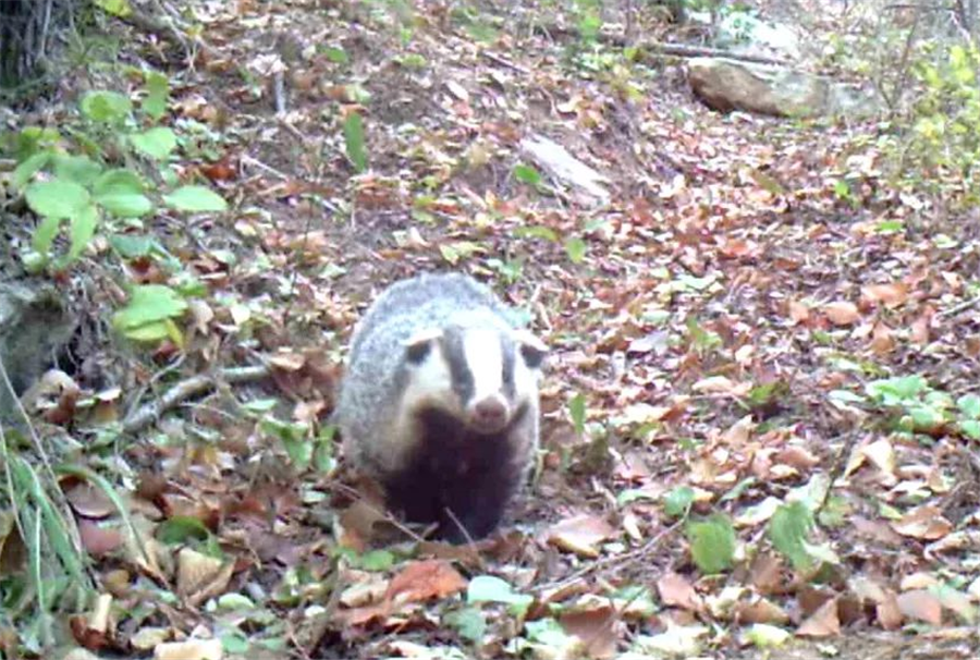 四川黑竹溝發現不明動物,像狗又像狐狸,喜食狼吃剩的東西_狗獾