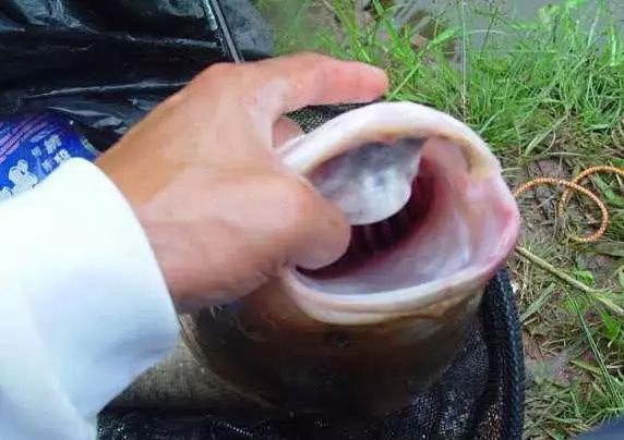 水庫鰱鱅怎麼釣?我用自制的餌料配方,經常釣獲5千克左右的鰱魚