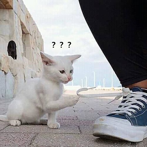原创男子蹲下系鞋带发现脚边有点奇怪这是什么新型钓猫操作