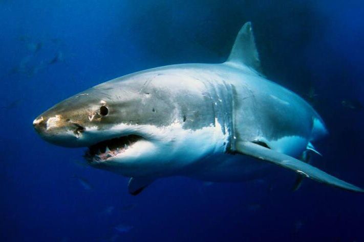 深海惊现近2亿年的史前巨鲨,体型比潜水艇还大!