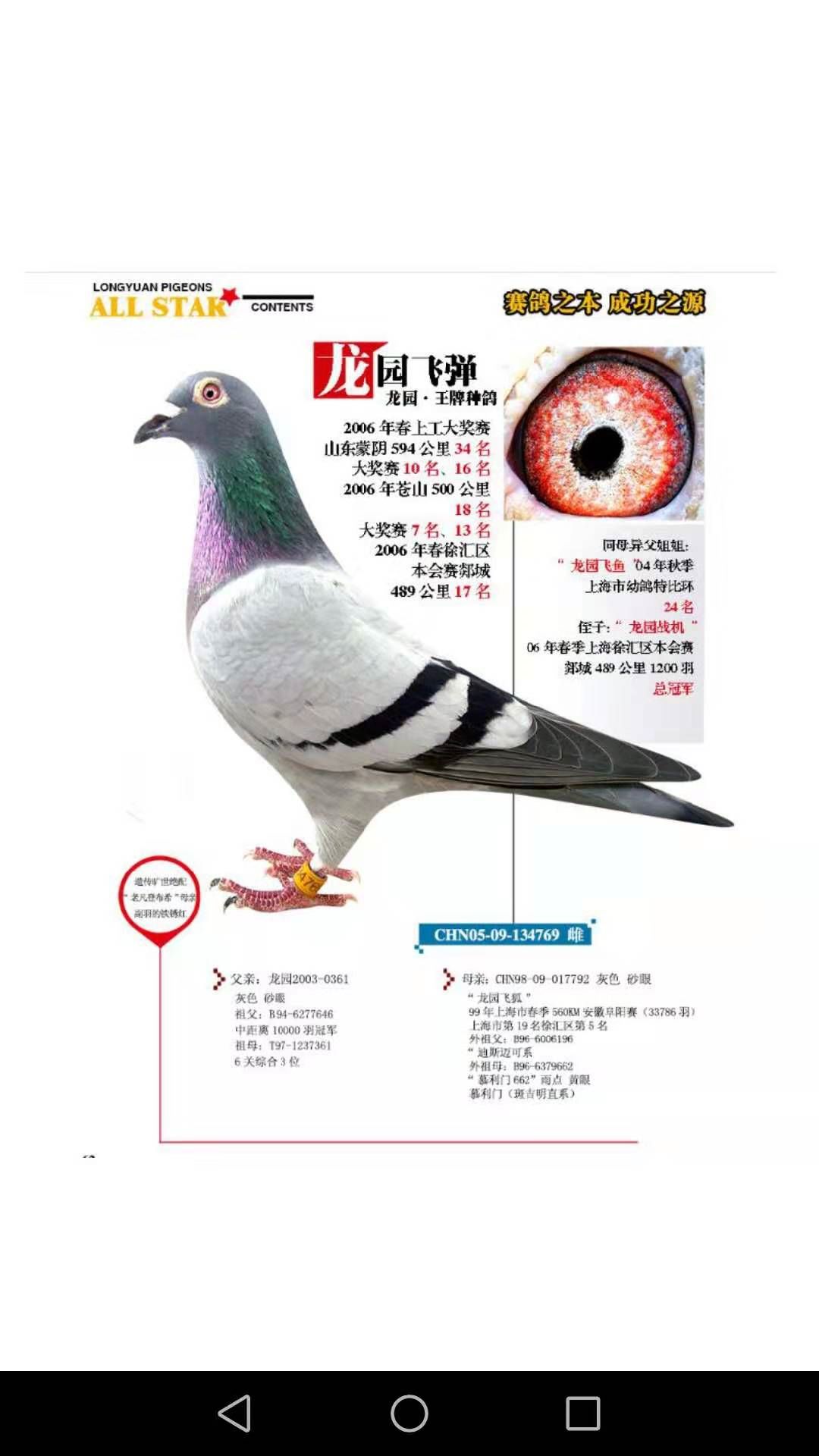 上海陆辉民种鸽欣赏图片