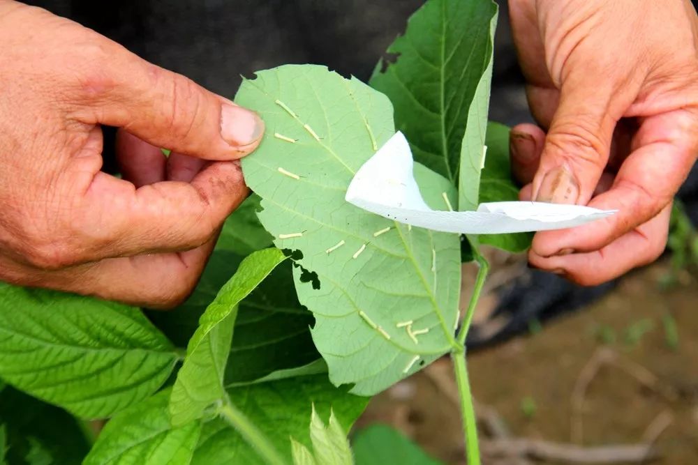 2019年夏季卵生豆虫养殖流程:豆天蛾产卵→收集卵→投放卵(将挂卵袋