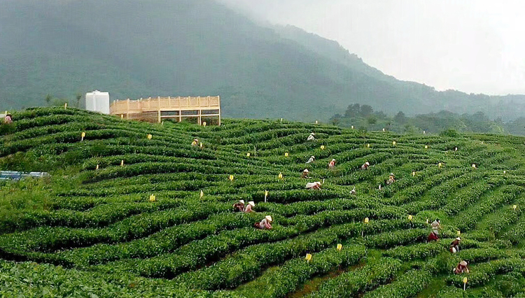 锦源农牧公司又把目光瞄向了乡村旅游,于是,一个名为"锦潭小镇"项目应