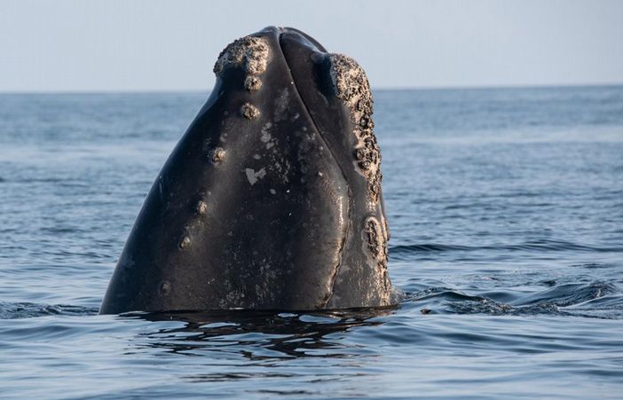 鲸之悲歌北大西洋露脊鲸两月内死了8头全球仅剩400头