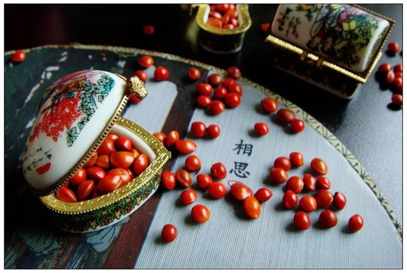 七夕节来了,那些象征爱情的植物～_红豆